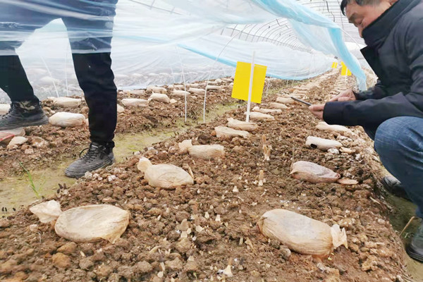 三塔鎮(zhèn)：羊肚菌兒棚中生，打開致富新路子