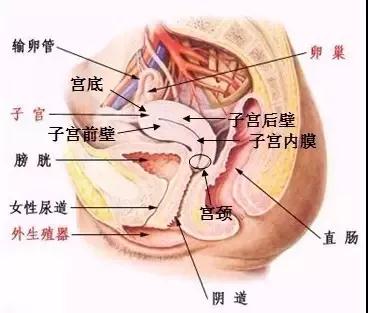 安徽阜陽市婦女兒童醫(yī)院： 有多少姑娘知道宮頸在哪？