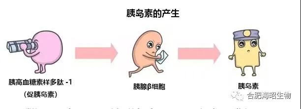 益生菌是怎么對付糖尿病的?。?！